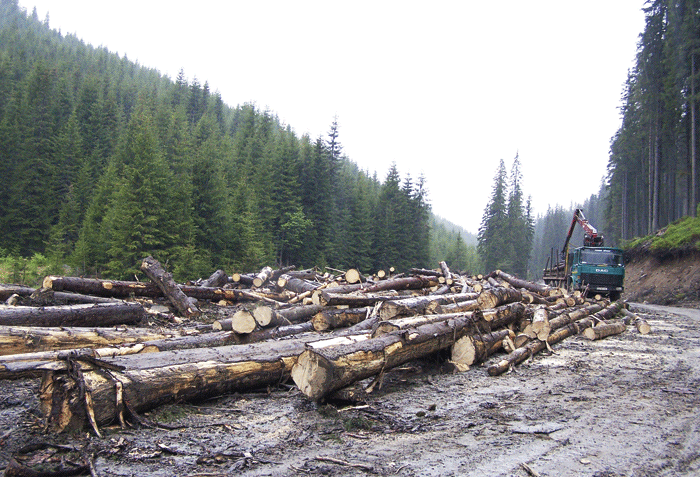 Peste 740 de controale pentru protejarea fondului forestier / Din 24 de cazuri semnalate, 20 erau transporturi ilegale de lemn