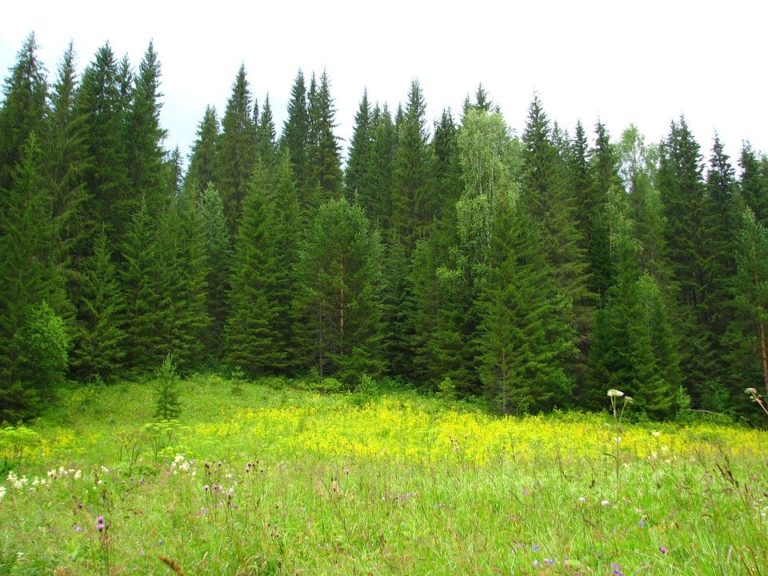 Accesul cu bicicleta în pădure este permis numai pe drumurile forestiere