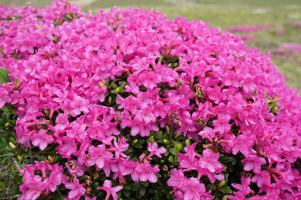 Salvamont Argeș trage un semnal de alarmă că bujori de munte sunt în pericol / Plantele trebuie admirate, nu rupte pentru a fi replantate Salvamont Argeș trage un semnal de alarmă că bujori de munte sunt în pericol / Plantele trebuie admirate, nu rupte pentru a fi replantate