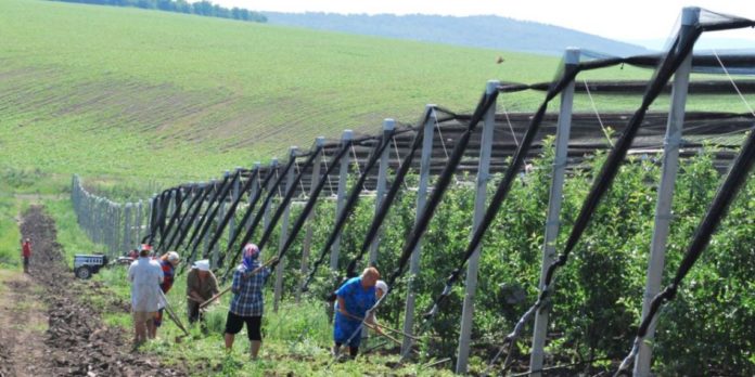 Recolte în Republica Moldova