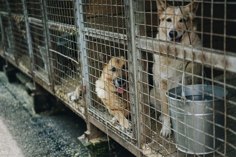 Program de sterilizare a 10 mii de câini și 10 mii de pisici în Capitală