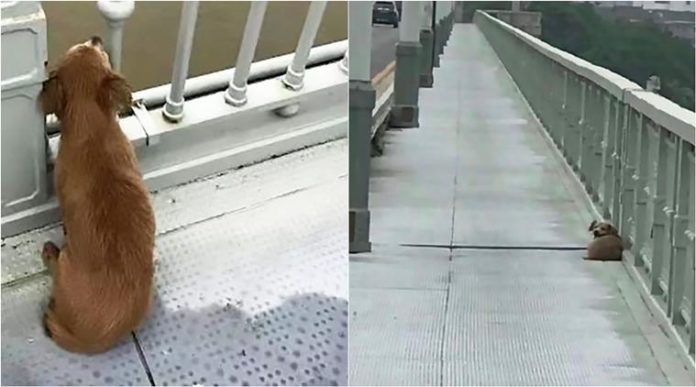 Cățel Wuhan