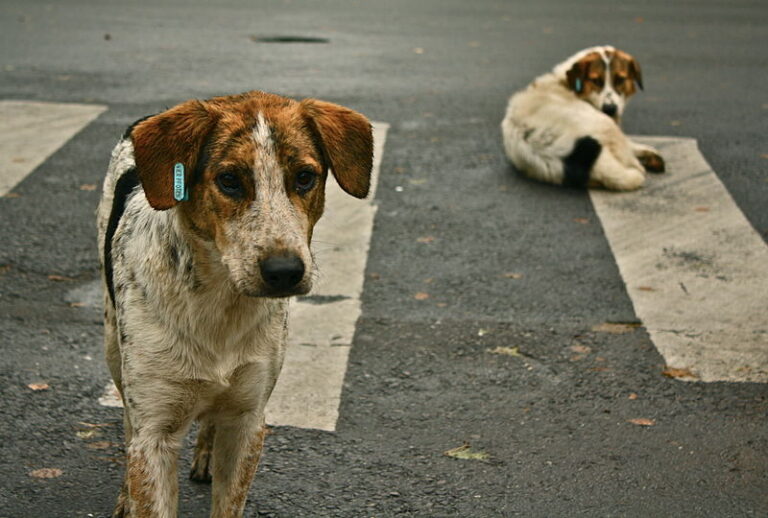 Spaniolii își abandonează câinii, după ce i-au folosit în timpul carantinei pentru a putea ieși din casă