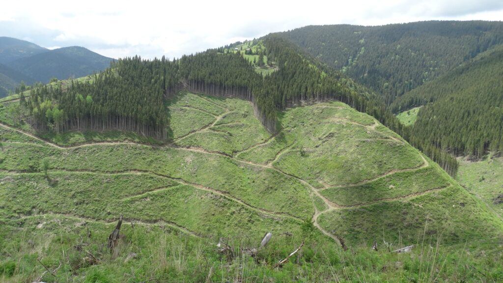 Romsilva: în ultimii 7 ani, 200 de milioane de puieți au fost plantați în urma doborârii arborilor de către furtuni Romsilva: în ultimii 7 ani, 200 de milioane de puieți au fost plantați în urma doborârii arborilor de către furtuni