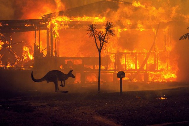 Fauna Australiei, devastată: peste 3 miliarde de animale ucise sau strămutate de incendiile din ultimul sezon