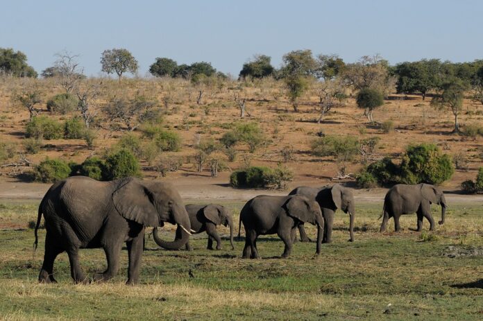 Moarte misterioasă a aproximativ 300 de elefanți în Botswana