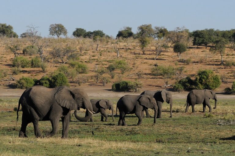 Moarte misterioasă a aproximativ 300 de elefanți în Botswana / Nu poate fi vorba de braconaj