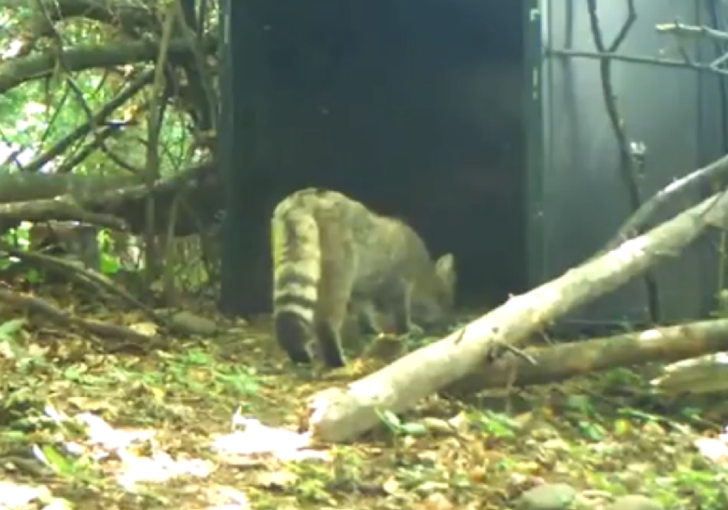 VIDEO Pisică sălbatică surprinsă în Ocolul Silvic Căiuți VIDEO Pisică sălbatică surprinsă în Ocolul Silvic Căiuți