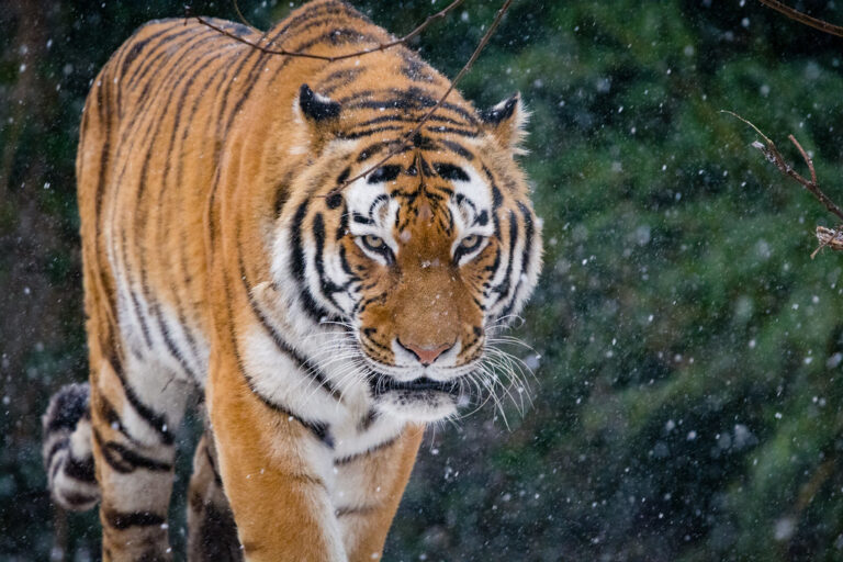 Un tigru siberian a omorât o îngrijitoare de la grădina zoologica din Zurich