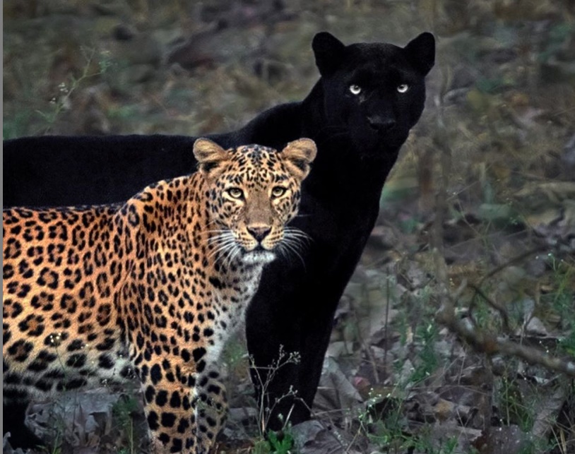 FOTO Contrast de culori incredibil surprins la un cuplu tigru-panteră FOTO Contrast de culori incredibil surprins la un cuplu tigru-panteră