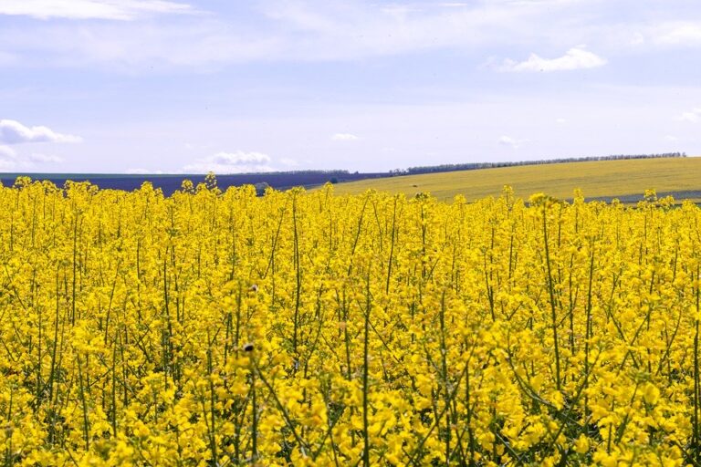 Agricultorii din Moldova cer ajutor României după seceta devastatoare