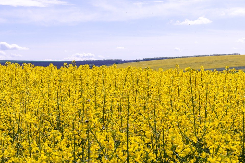 Agricultorii din Moldova cer ajutor României după seceta devastatoare Agricultorii din Moldova cer ajutor României după seceta devastatoare
