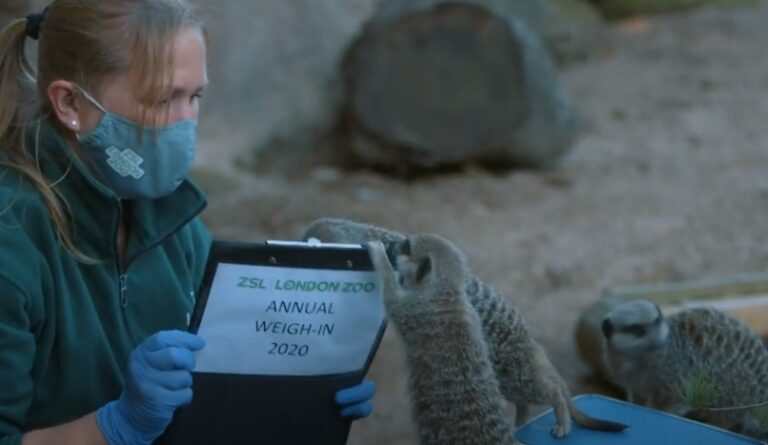 Imagini superbe: Grădina Zoologică din Londra a început cântărirea tuturor animalelor