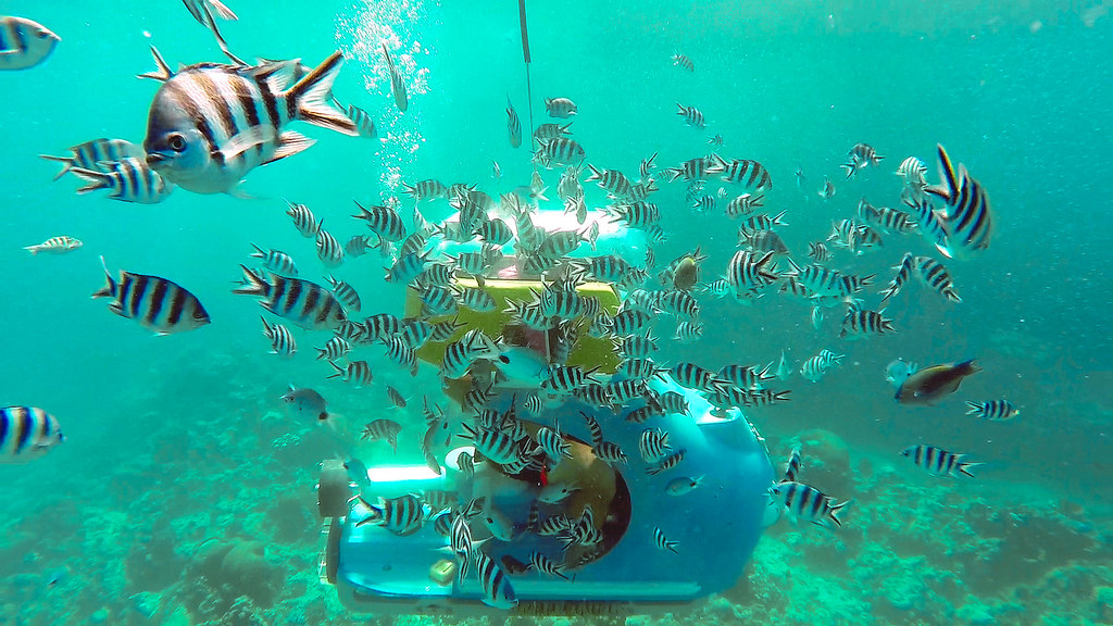 Dezastru ecologic în Mauritius: apele cristaline au fost poluate cu mii de tone de petrol Dezastru ecologic în Mauritius: apele cristaline au fost poluate cu mii de tone de petrol