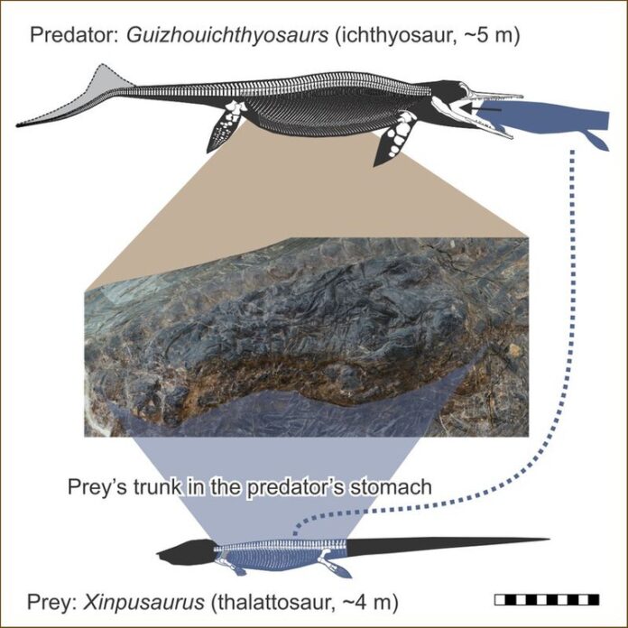 guizhouichthyosaurus, triasic