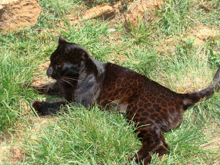 Leopard negru foarte rar fotografiat de un tânăr din India