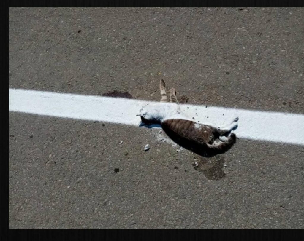 FOTO Marcaj trasat pe cadavrul unei pisici într-o comună din Dolj