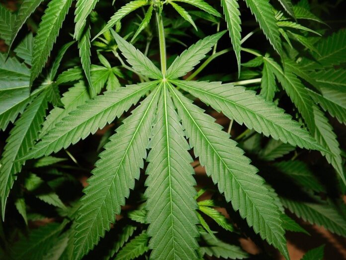 Marijuana marijuana