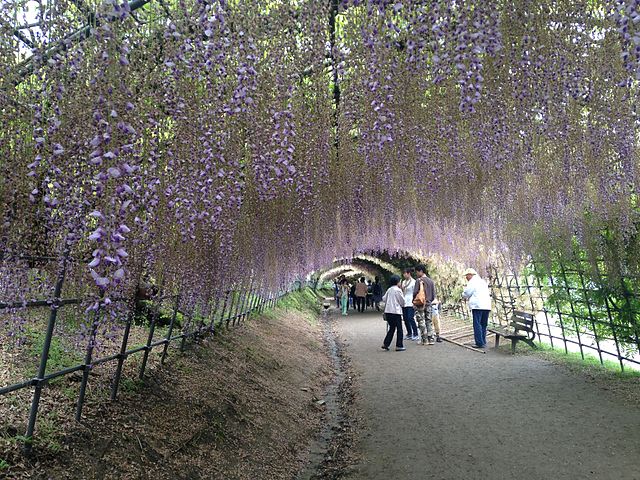 Tunelul de flori din Japonia care înflorește doar câteva zile pe an