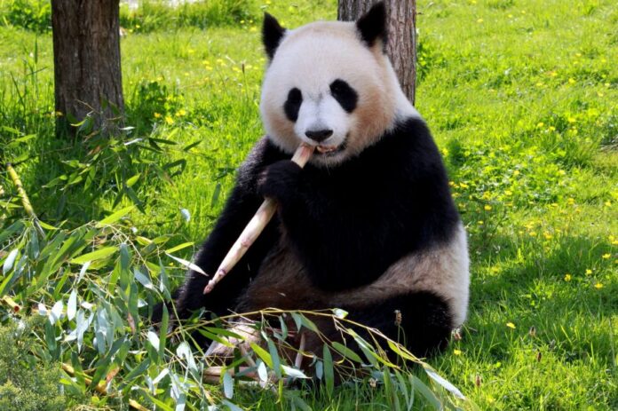 Cel mai batran panda din lume