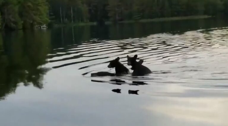 VIDEO Eroina acestor zile: O ursoaică a traversat un lac din SUA cu trei pui în spate