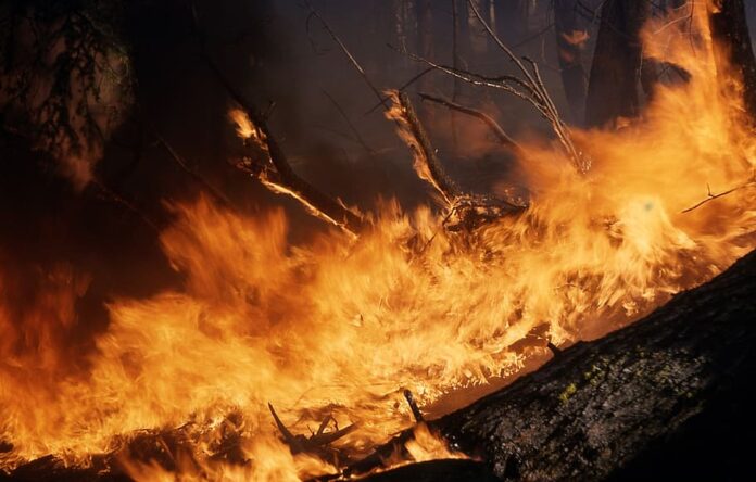 incendii vegetație California 7.000 de hectare arse