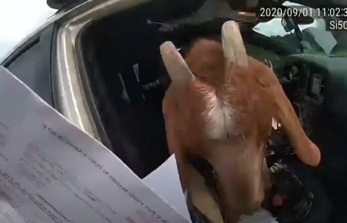 Capră în mașina de poliție capră, mașină, poliție
