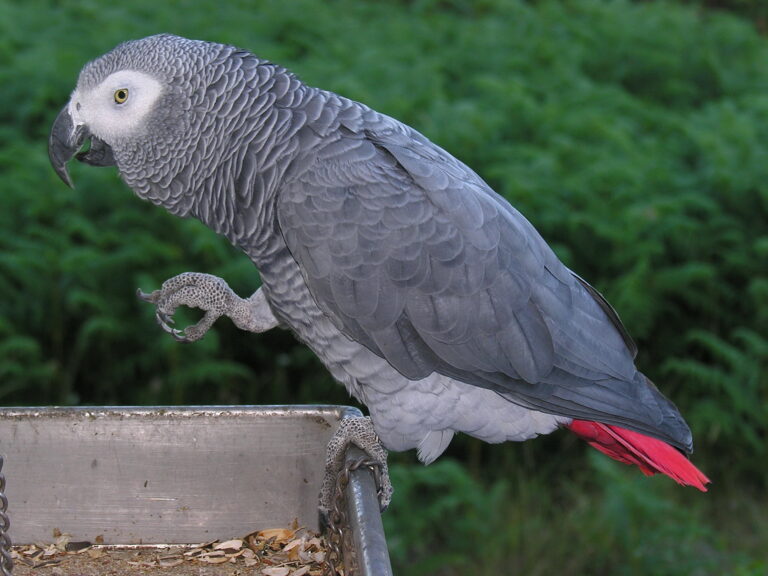 Cinci papagali au fost mutați de la un parc zoologic pentru că înjurau vizitatorii