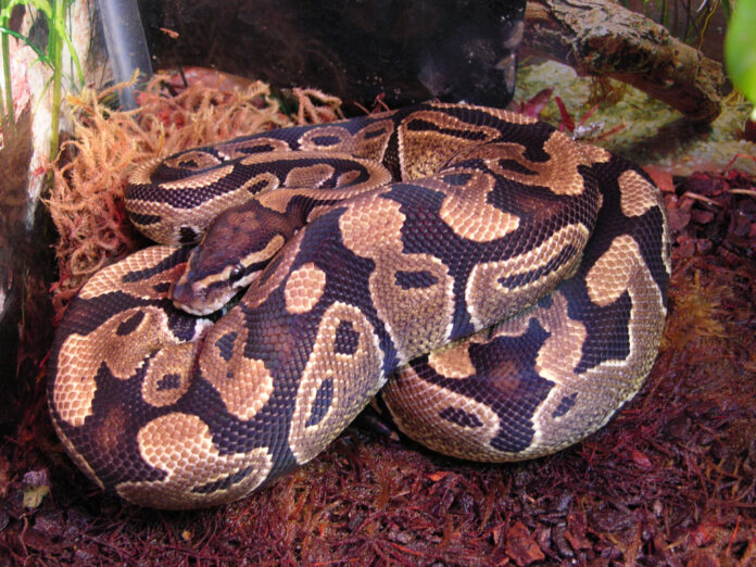 piton, regal