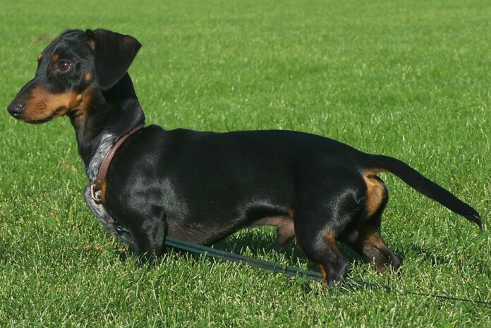 Rasa Dachshung