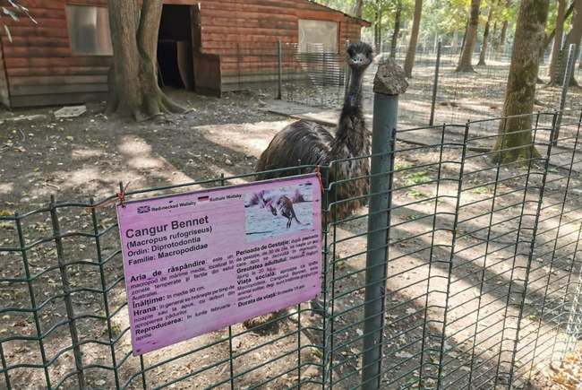 Trei câini de luptă au ucis șase canguri la Zoo Timișoara