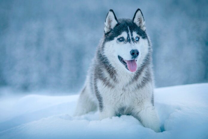 Câine husky câine, husky