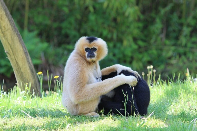 ”Podul speranței” pentru cele mai rare primate din lume