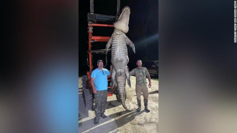 Un american a prins un aligator de aproape jumătate de tonă în Florida