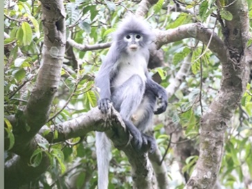 Specie de primate abia descoperite, deja pe cale de dispariție