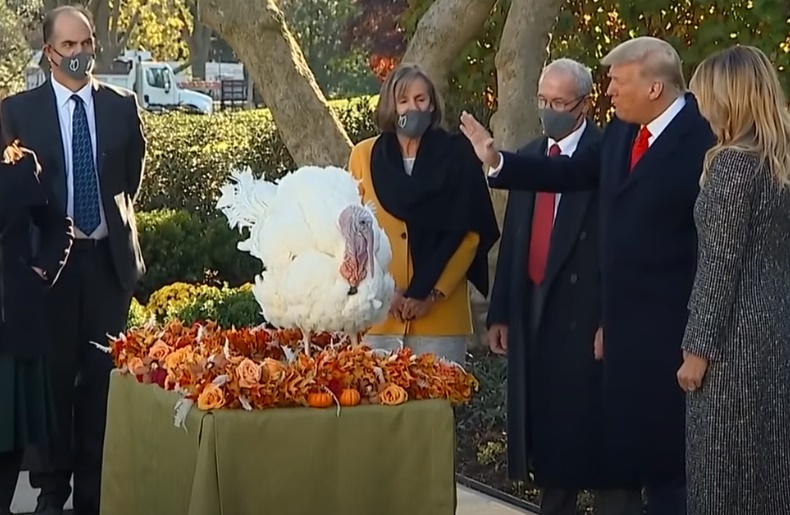 Tradiție americană: Trump a ”grațiat” un curcan înainte de Ziua Recunoștinței, dar a evitat orice contact cu presa Tradiție americană: Trump a ”grațiat” un curcan înainte de Ziua Recunoștinței, dar a evitat orice contact cu presa