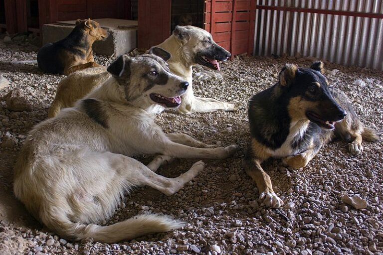 SUA: Un om al străzii a salvat toate animalele de la un adăpost după ce acesta a luat foc