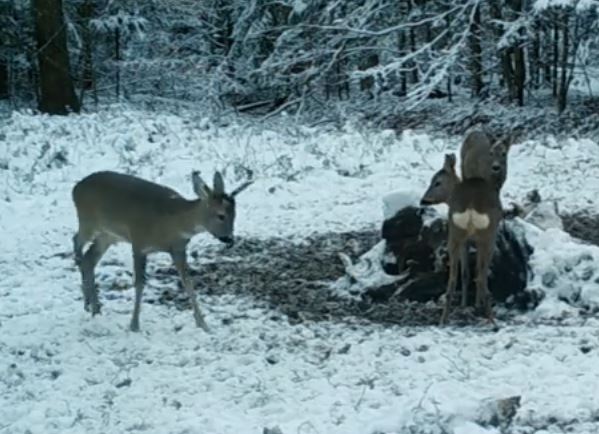 VIDEO Imagini cu ”unicornii” din Caraș-Severin: căpriorii își schimbă coarnele