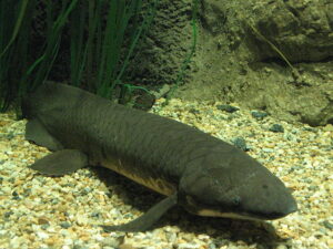 peste, Neoceratodus forsteri