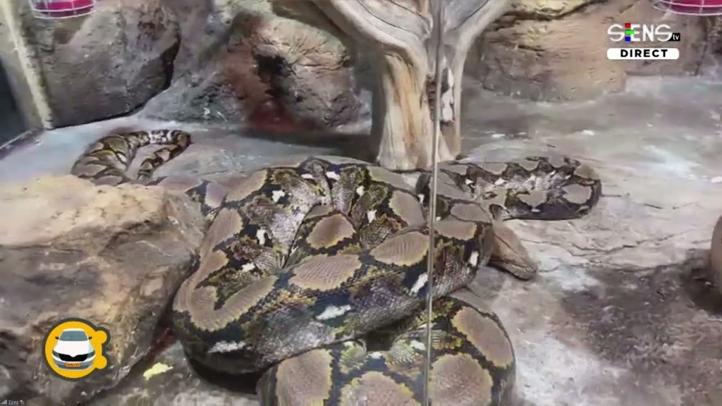 Ziua MONDIALĂ a Șerpilor – Simona Atinge Ziua MONDIALĂ a Șerpilor – Simona Atinge