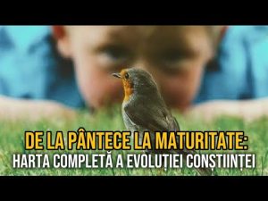 De la pântece la maturitate: hartă completă a evoluției conștiinței