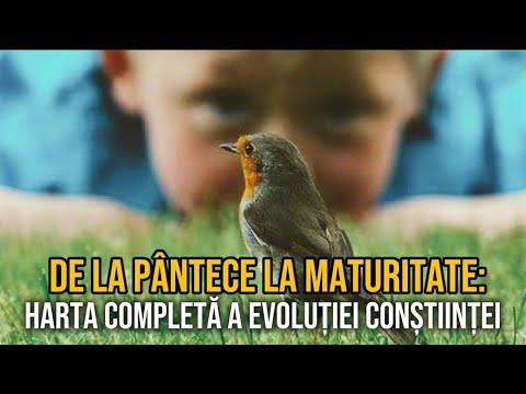 De la pântece la maturitate: hartă completă a evoluției conștiinței